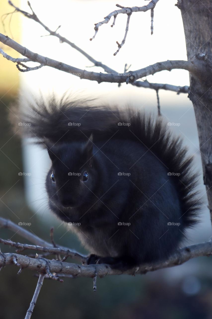 Black Squirrel sitting in a tree