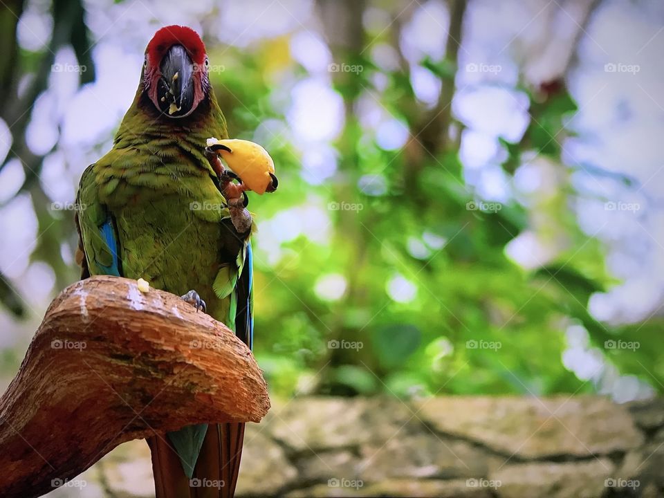 Parrot with fruit 