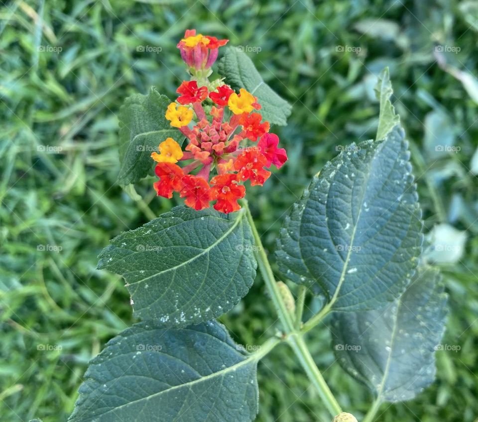 🌹 🇺🇸 Very beautiful flowers to brighten our day.  Live nature and its beauty. Did you like the delicate petals? / 🇧🇷 Flores muito bonitas para alegrar nosso dia. Viva a natureza e sua beleza. Gostaram das pétalas delicadas? 