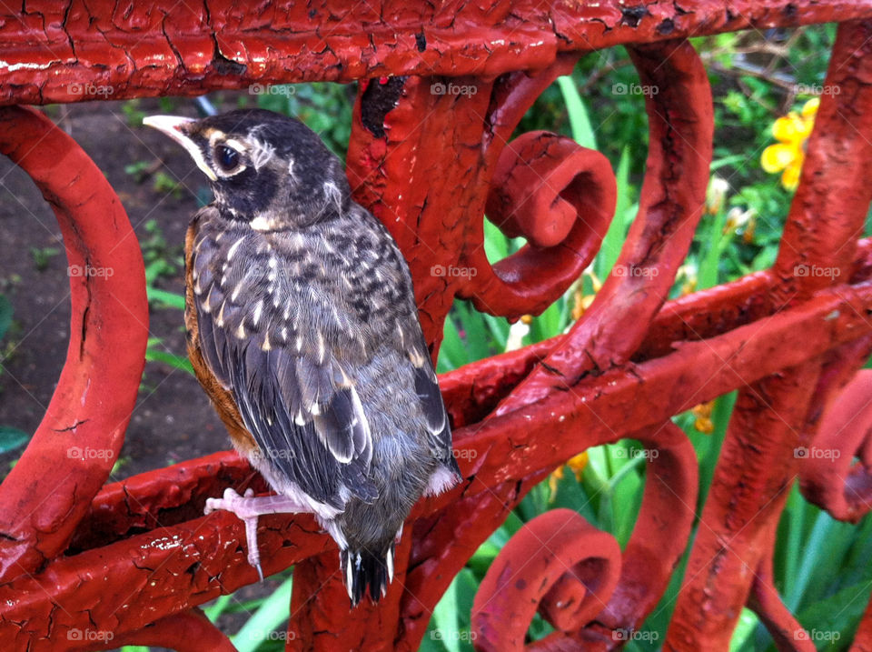 Fledgling Robin