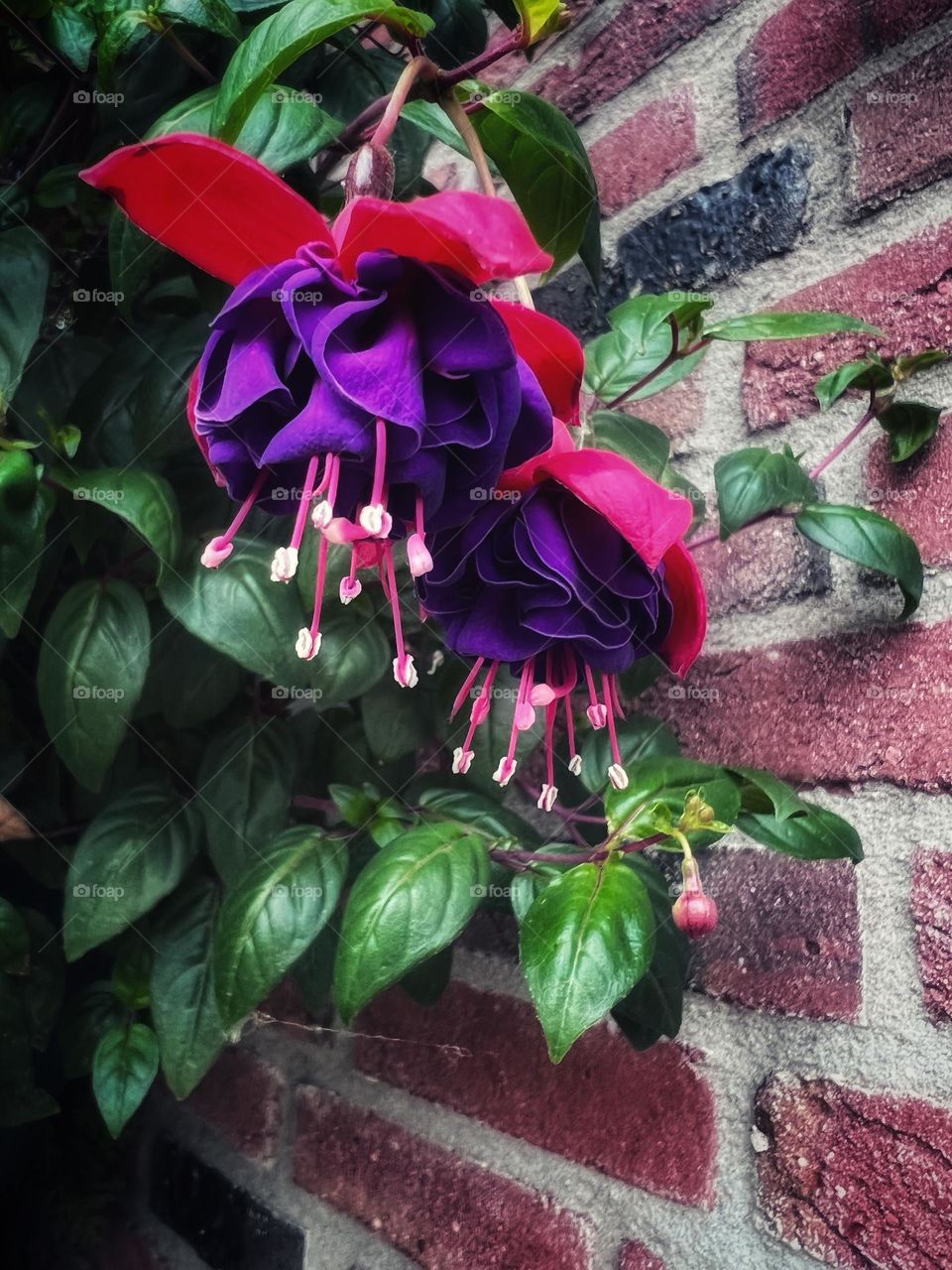 Fuchsia