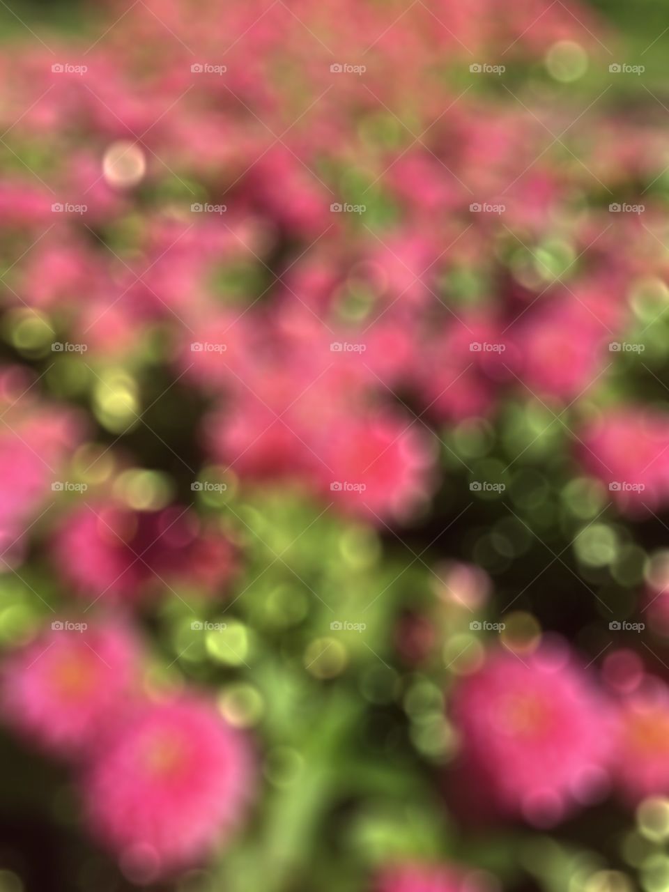 Bokeh picture flower 