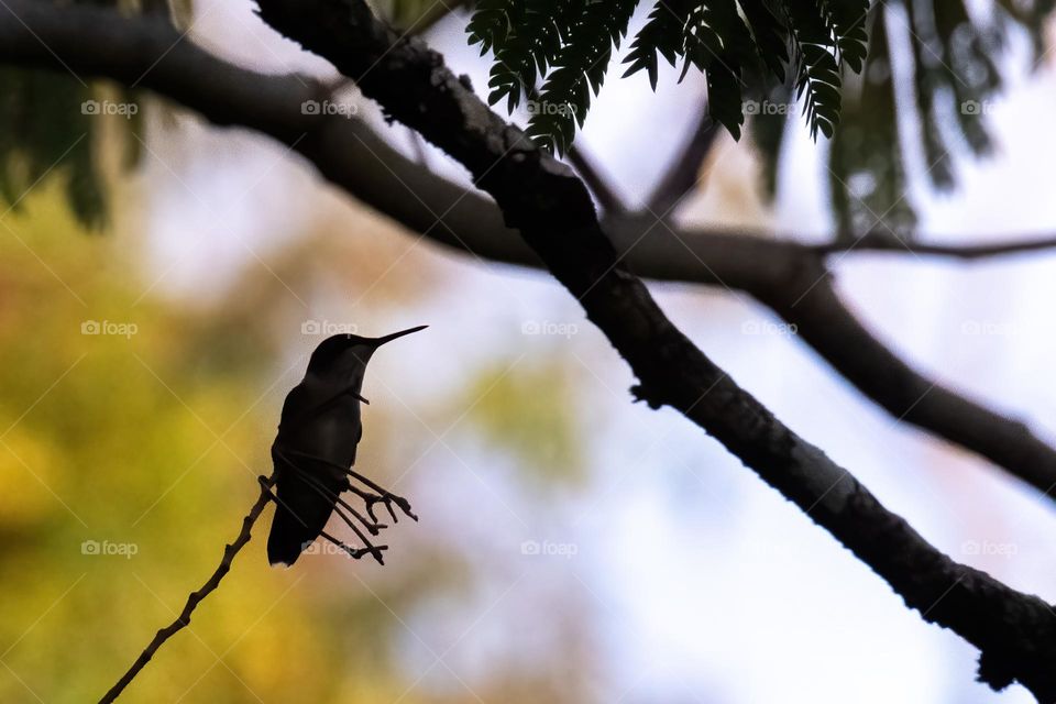 Silhouette of a ruby/throated hummingbird. 
