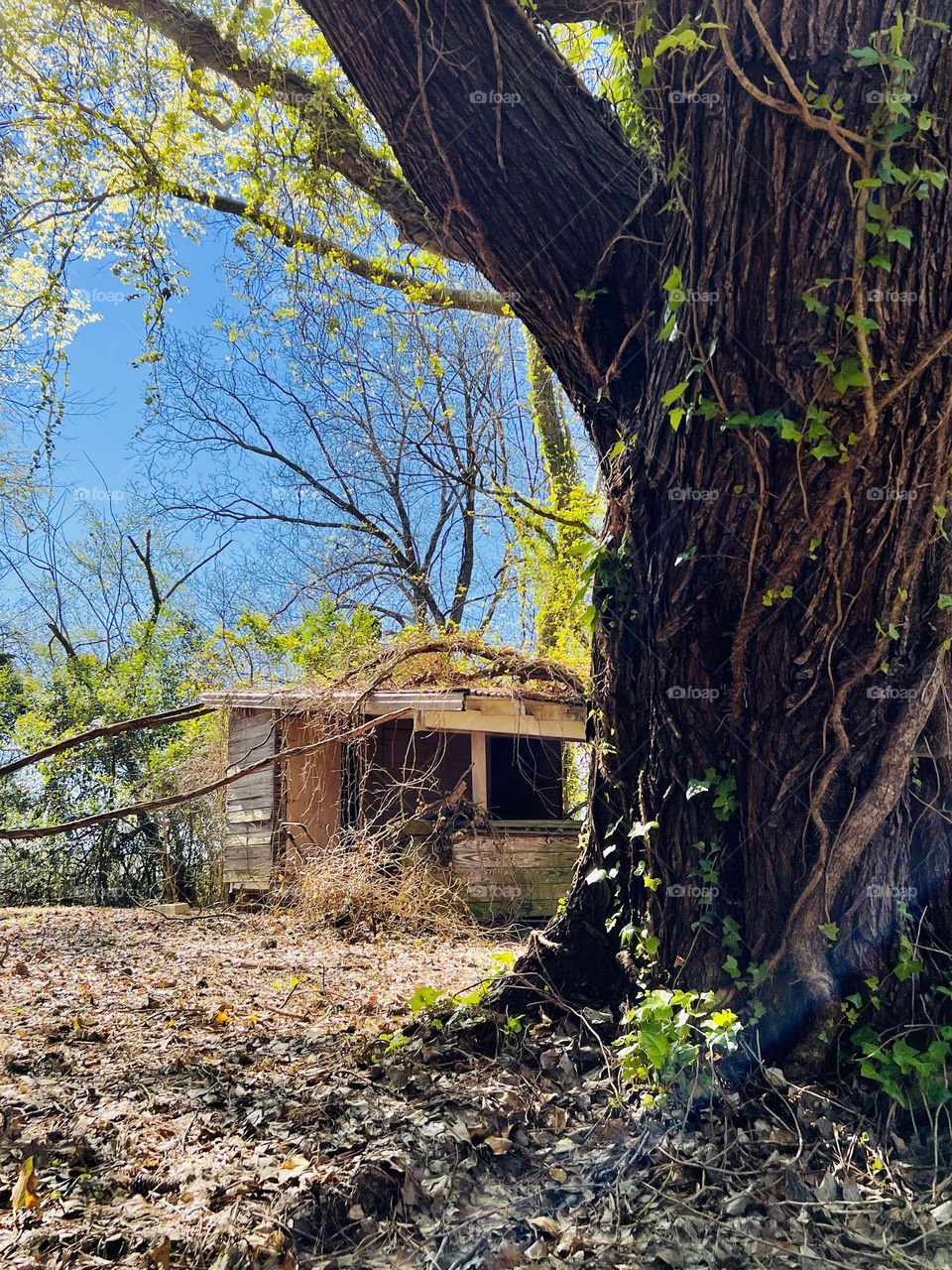 Closeup of old tree trunk heavily overgrown by vines, with an old dilapidated shed in the background 