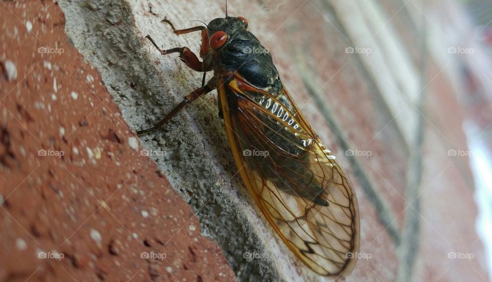 Lonely Cicada