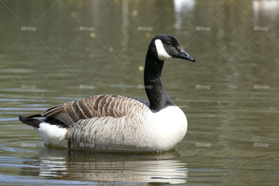 Goose