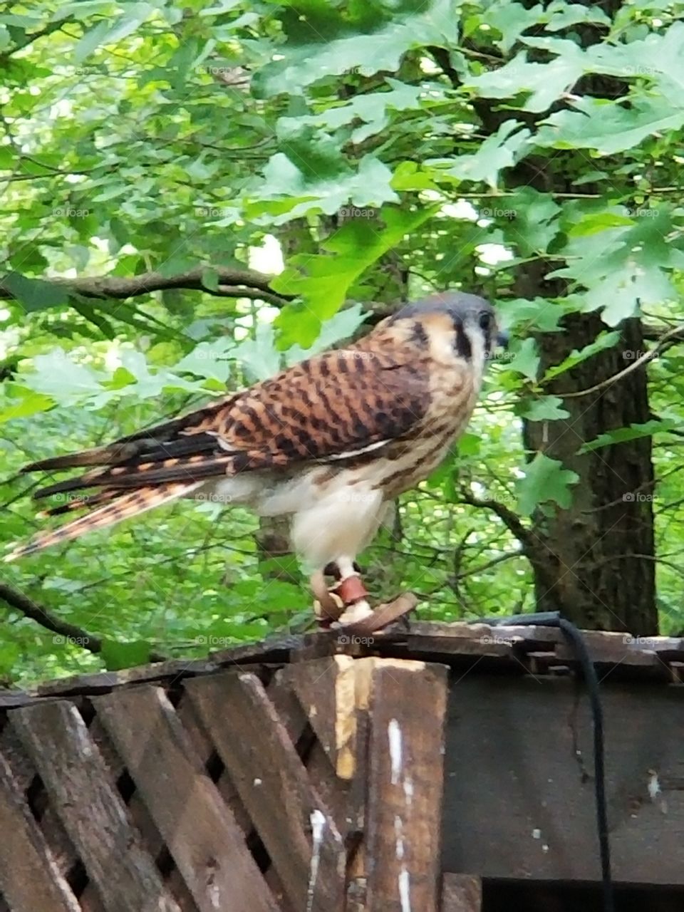 Kestrel