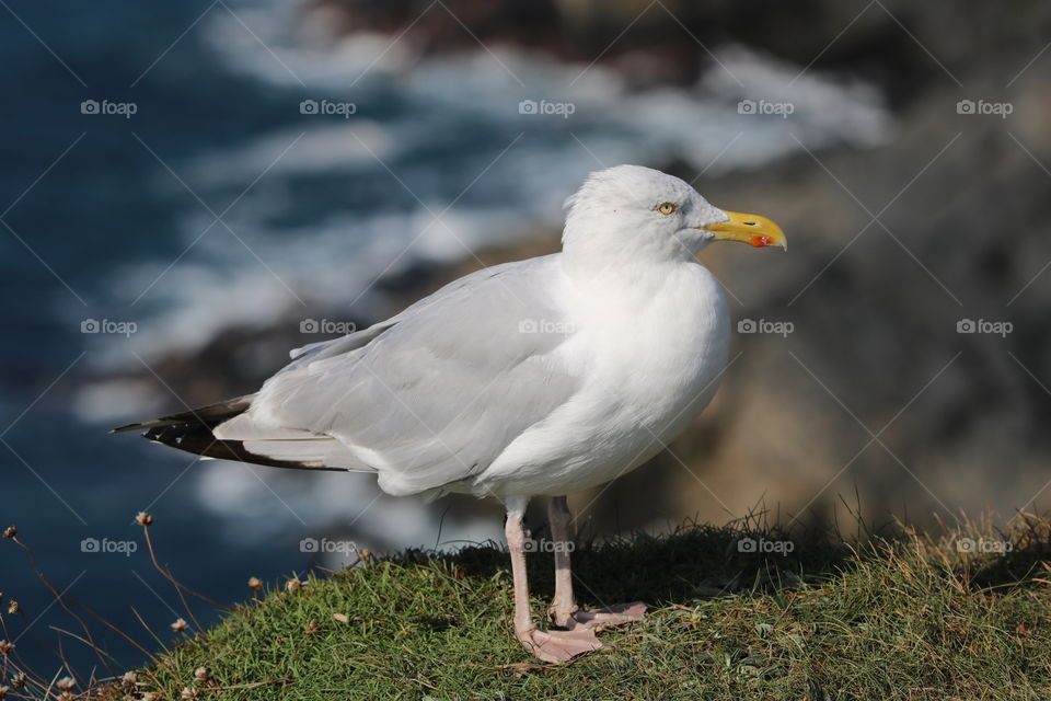 Seagull 