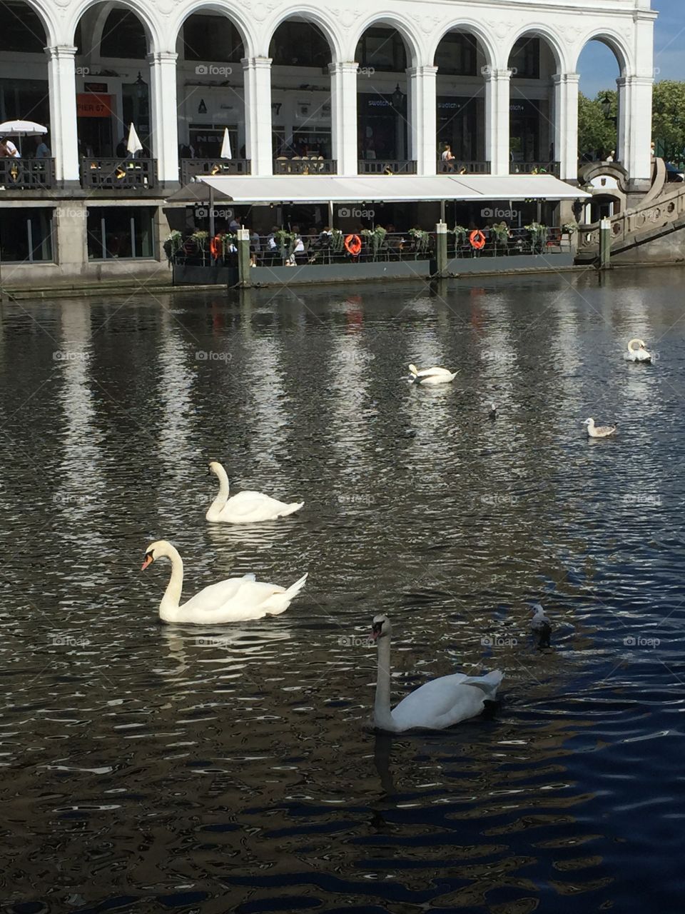 Swans