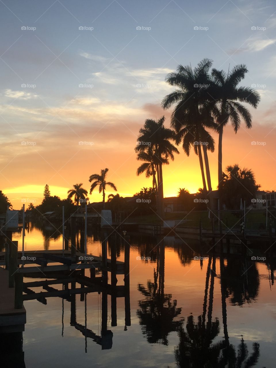 Palm trees at sunset