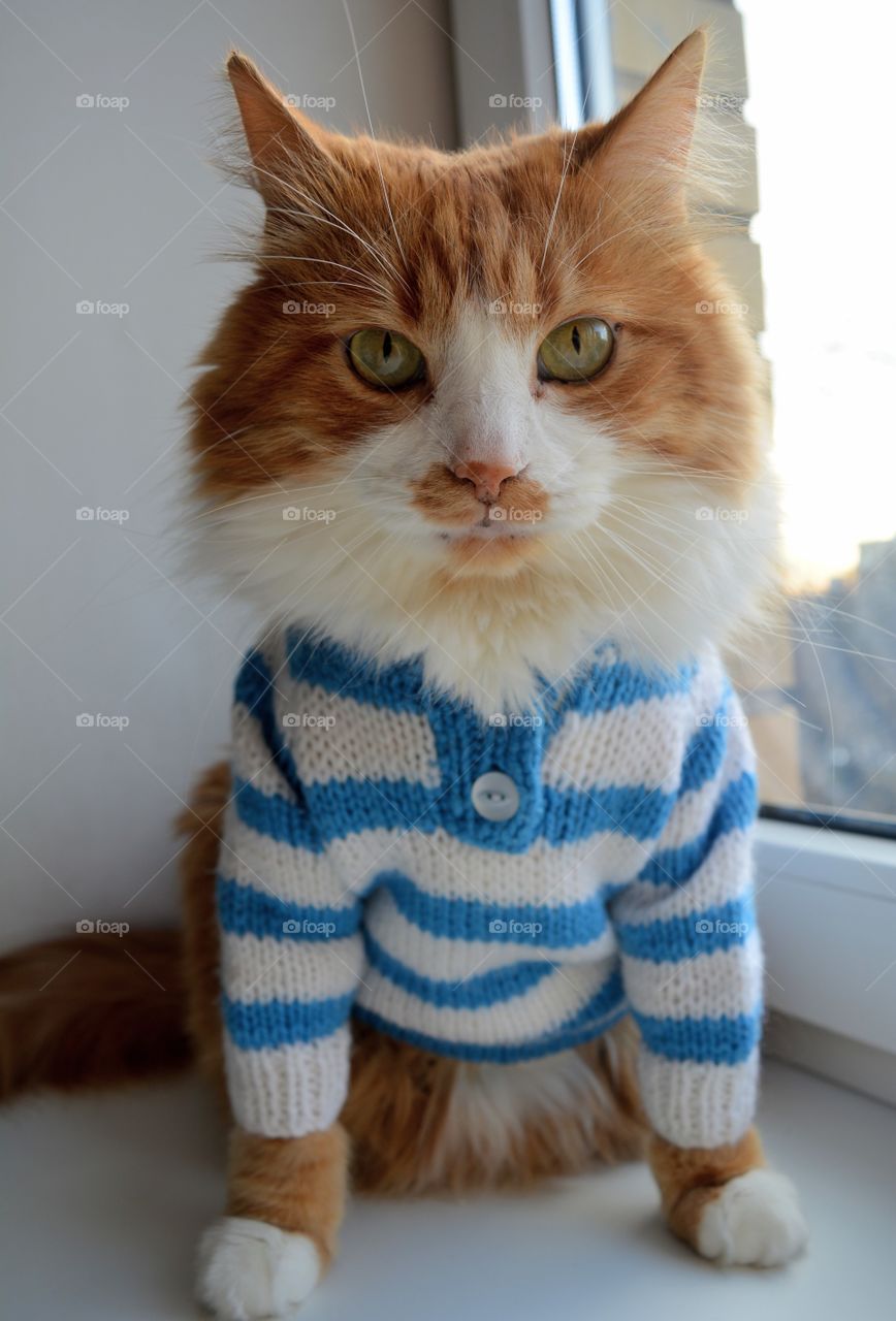 red cat in a striped sweater sitting on the windowsill look