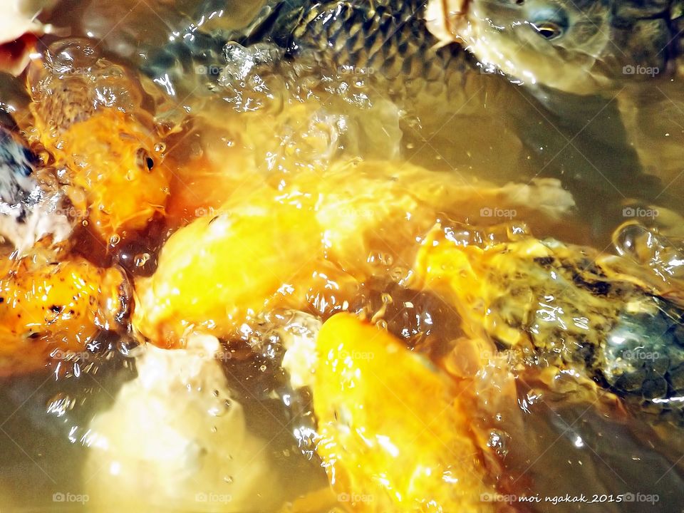 gold fish. feeding time