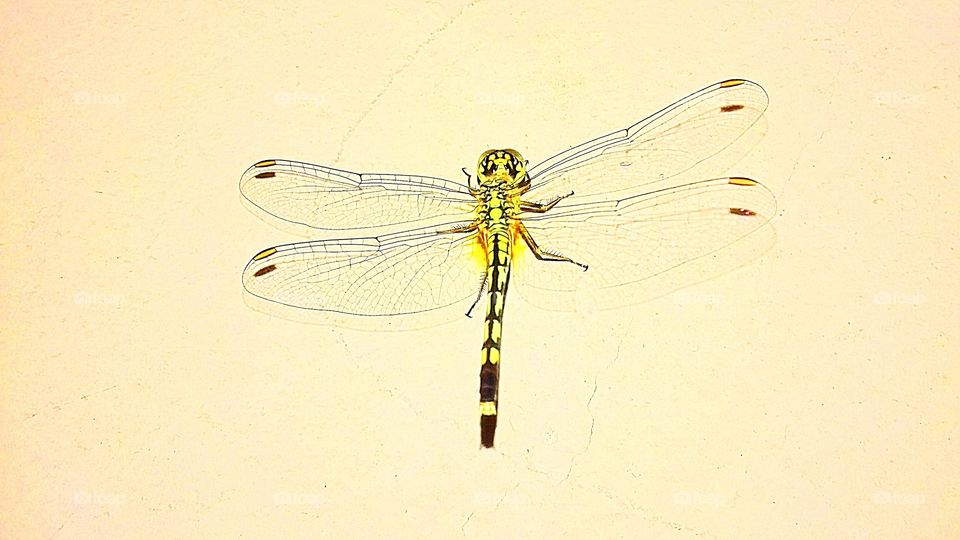 Beautiful Dragonfly photo