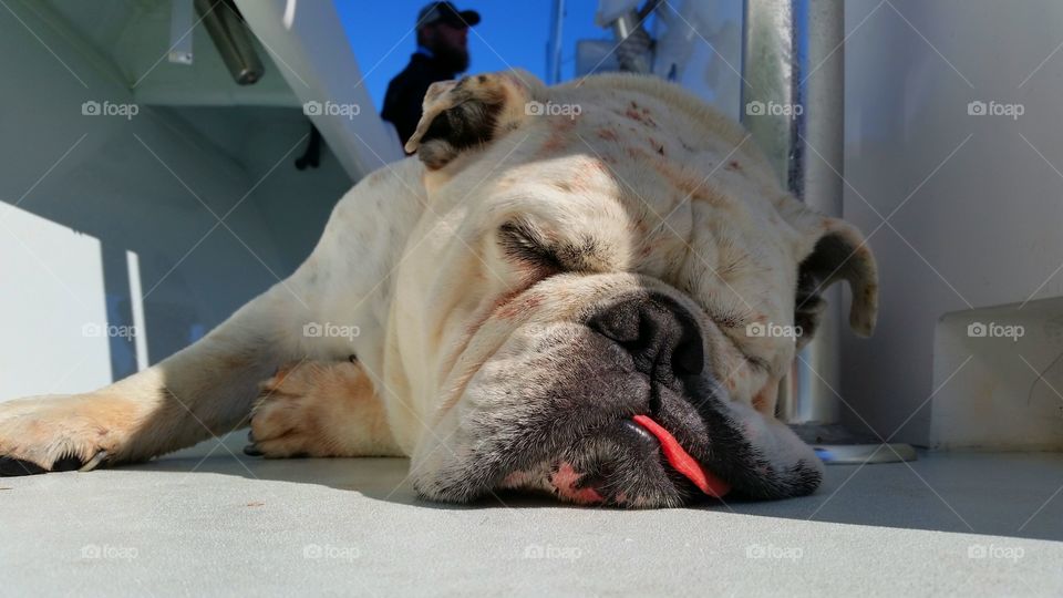 Portrait of sleeping bulldog