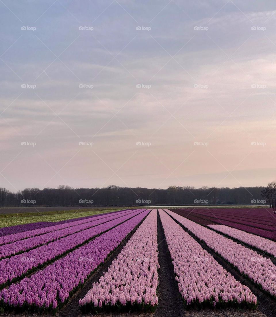 Flowerfield the Netherlands