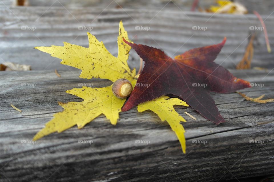 Autumn leaves on a wooden 