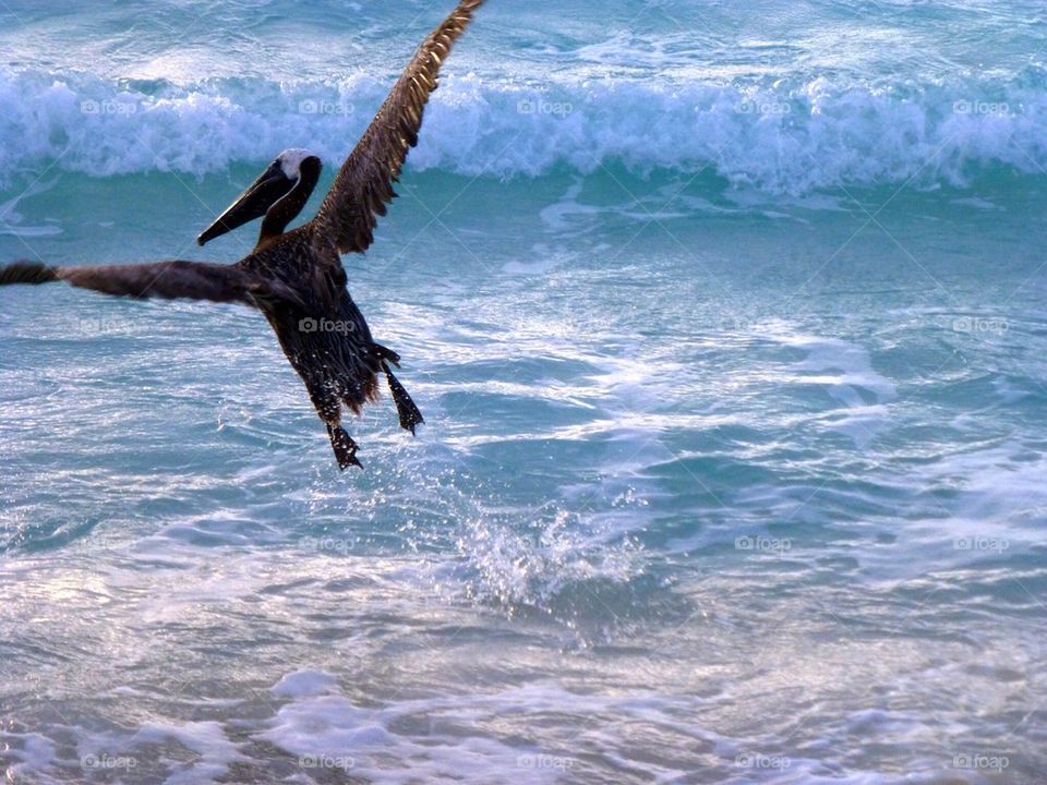 Pelican in Surf