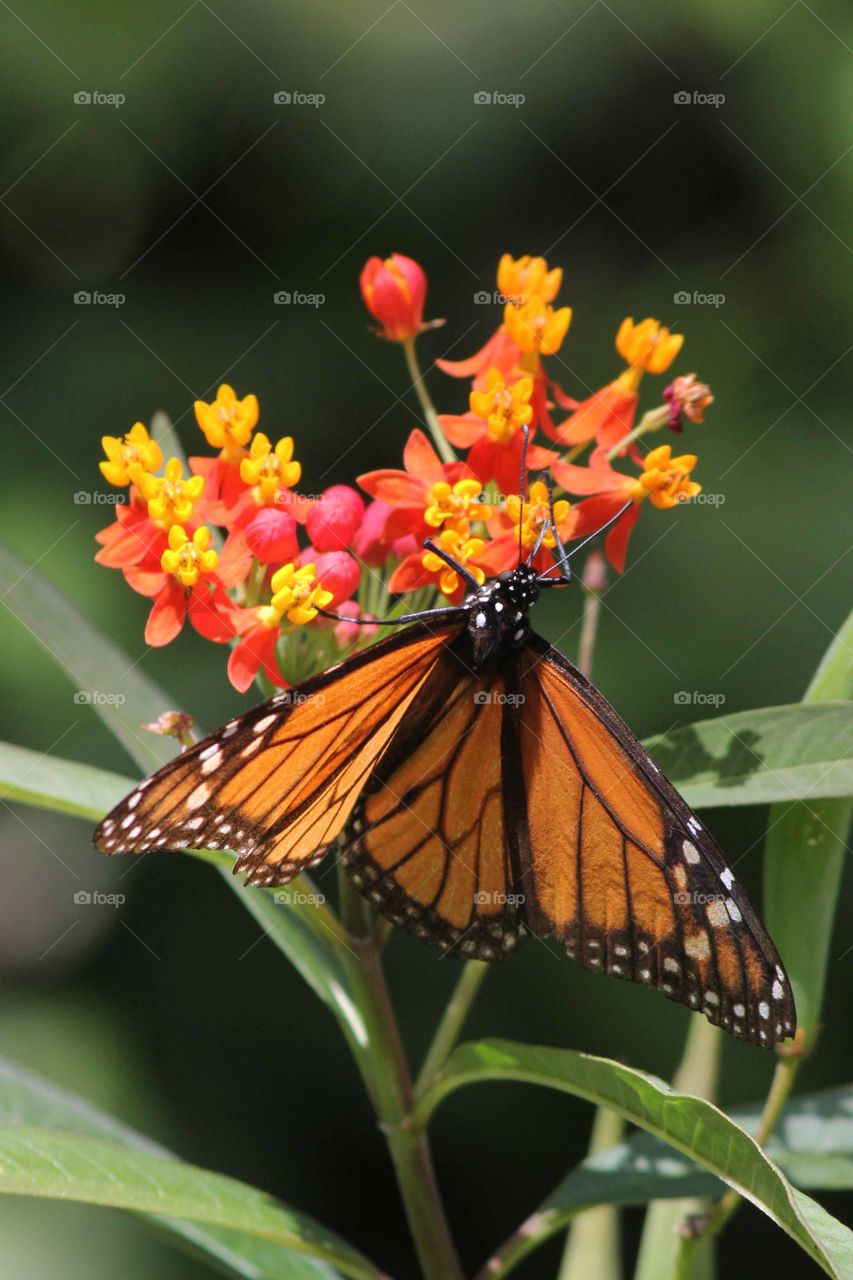 Monarch butterfly upside down 