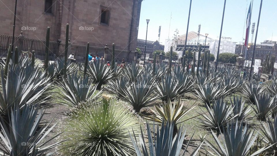Cactus, Agave, Desert, Succulent, Yucca