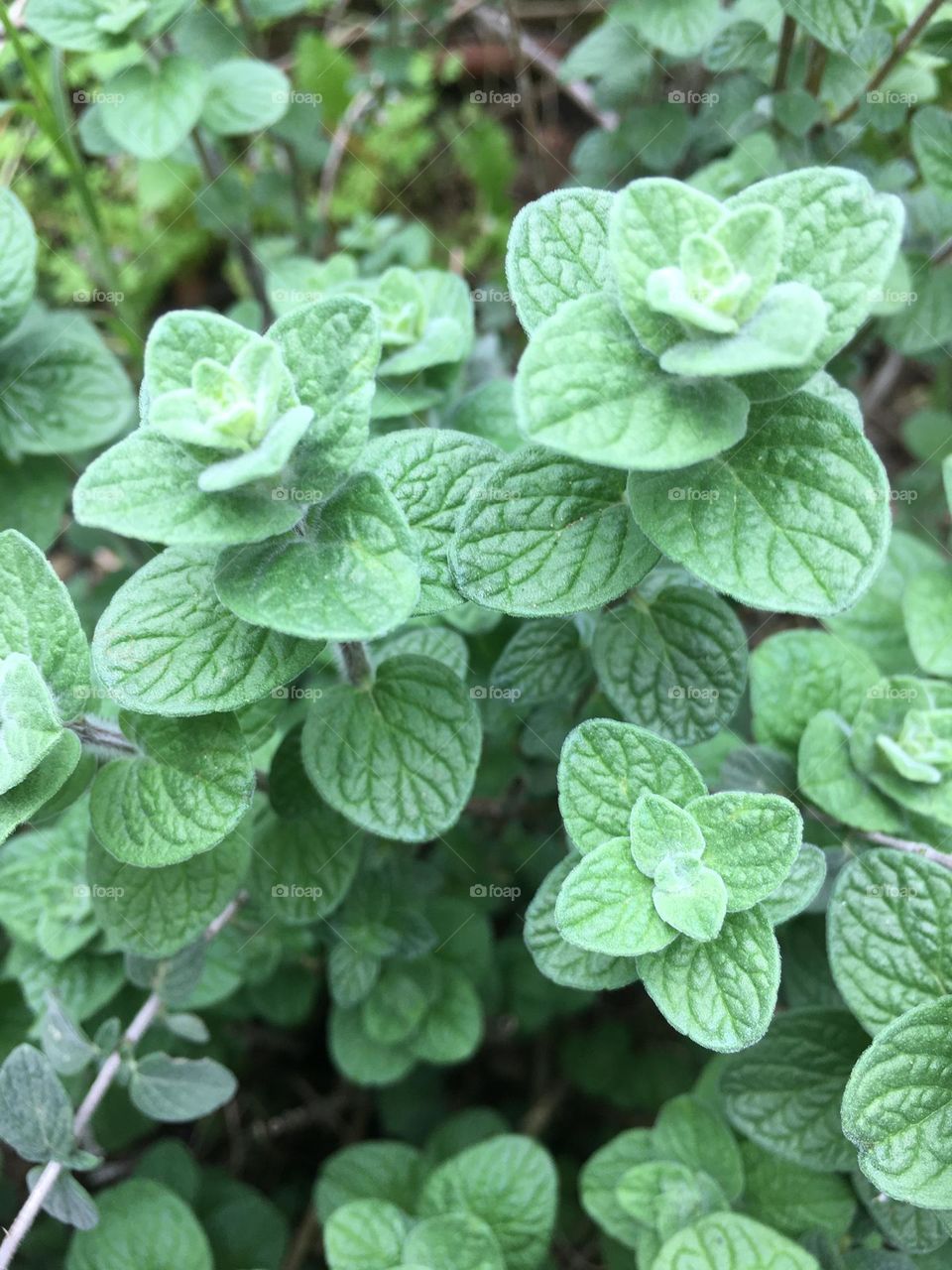 Oregano leafs closeup