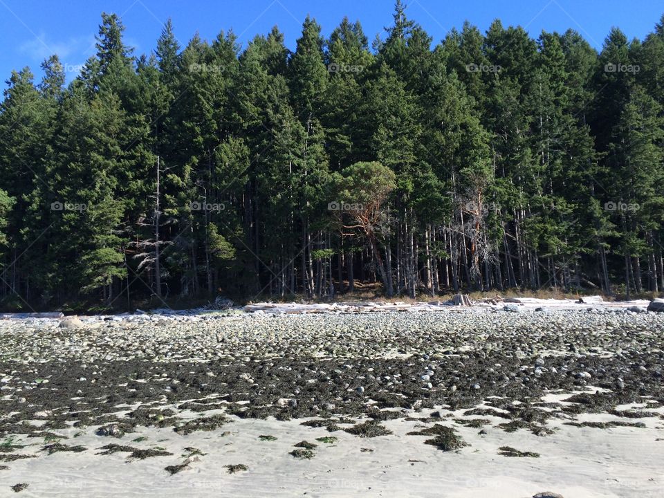 Trough the forest to the beach- @Texada Island , British Columbia