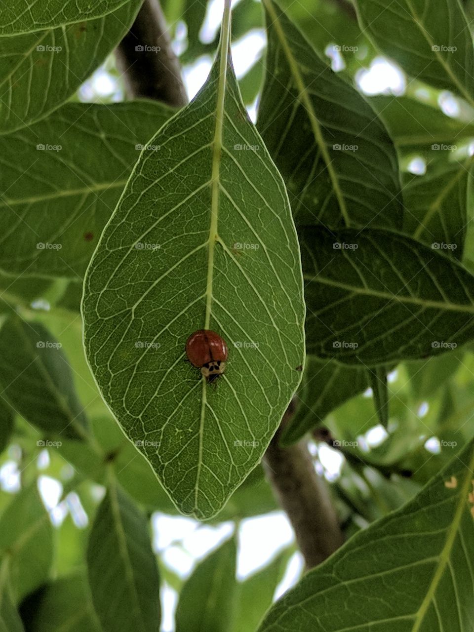 spotless lady bug