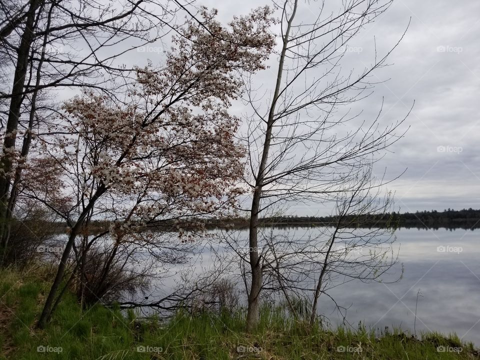 Blossoms by the Lake