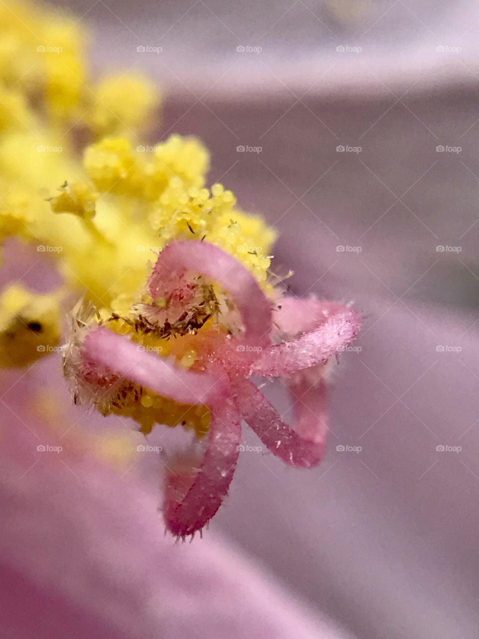 Pink Flower Yellow pollen 