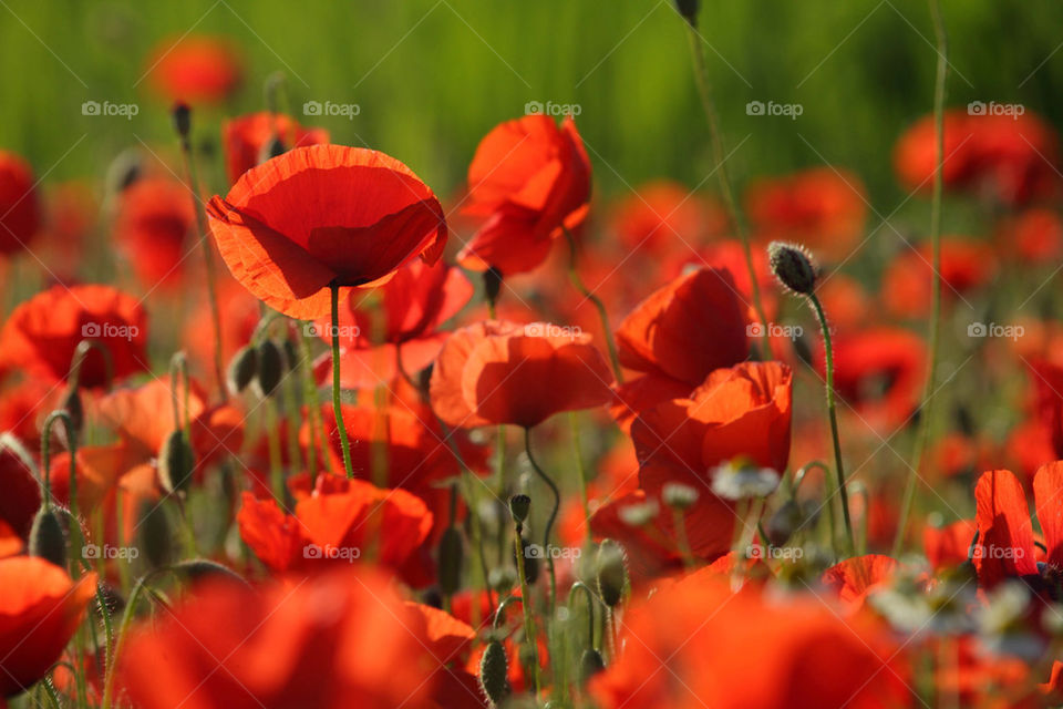 Poppies in a wild meadow