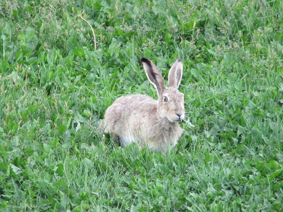 Bunny eating grass.