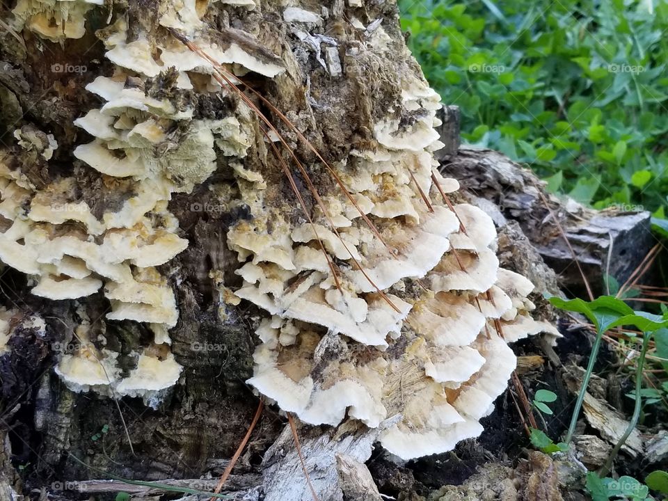 Fungus, Mushroom, Toadstool, Nature, Wood