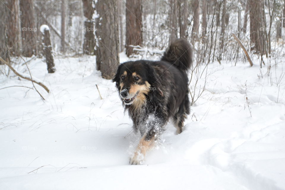dog in Winter forest