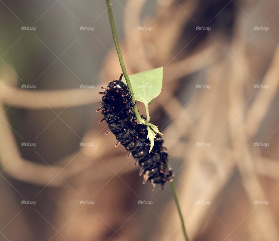 Insect - Worm - Natural photography 