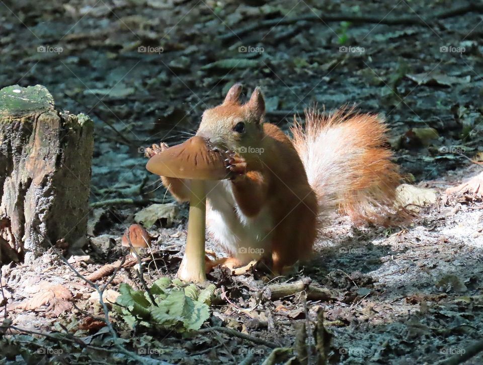 Squirrel in summer park