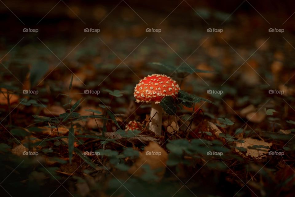 Red am Amanita mushrooms in autumn forest 