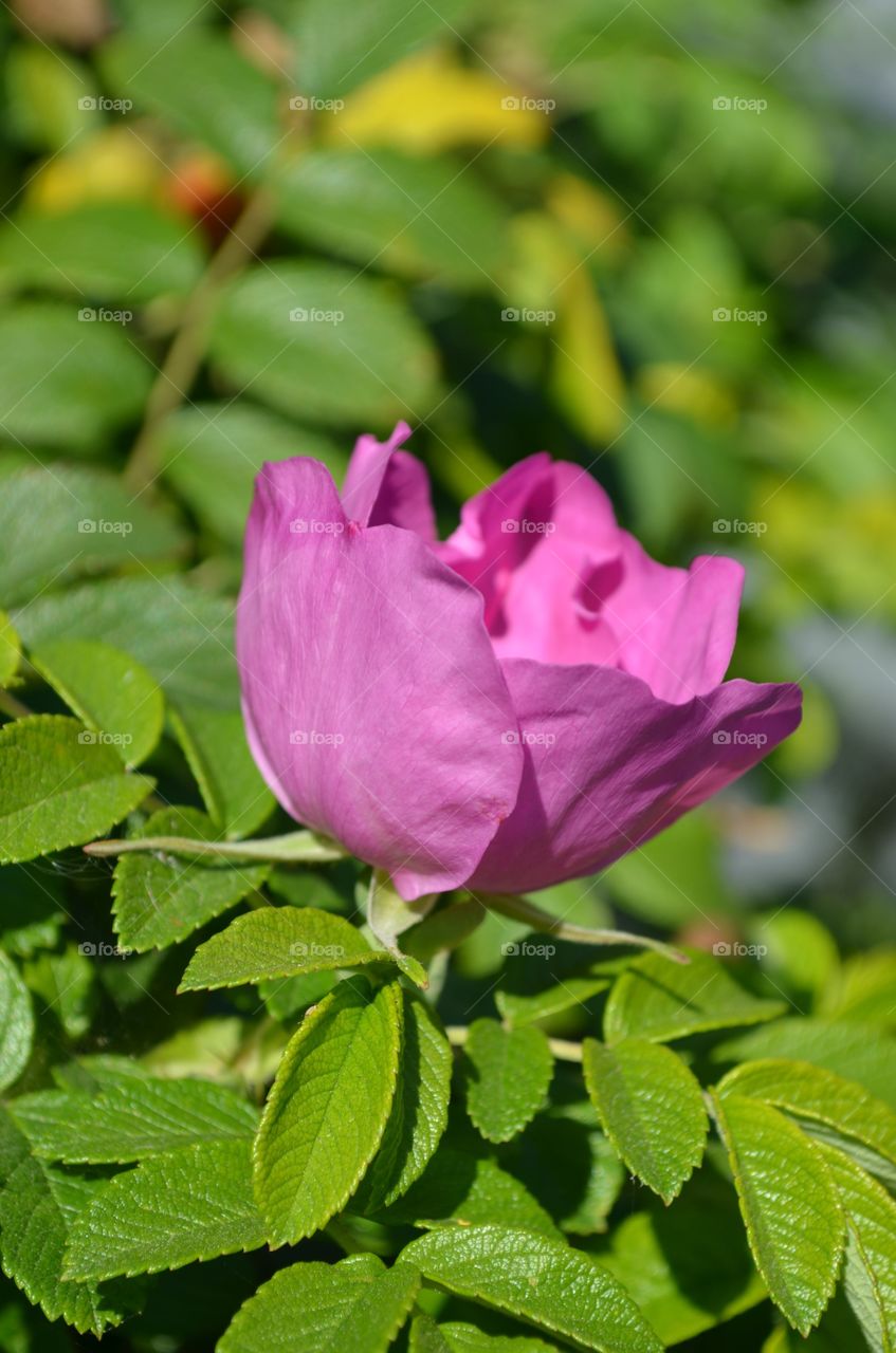 rosehip flowers