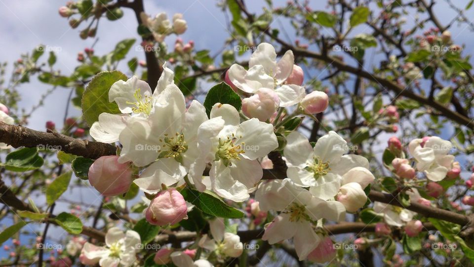 Apple blossom