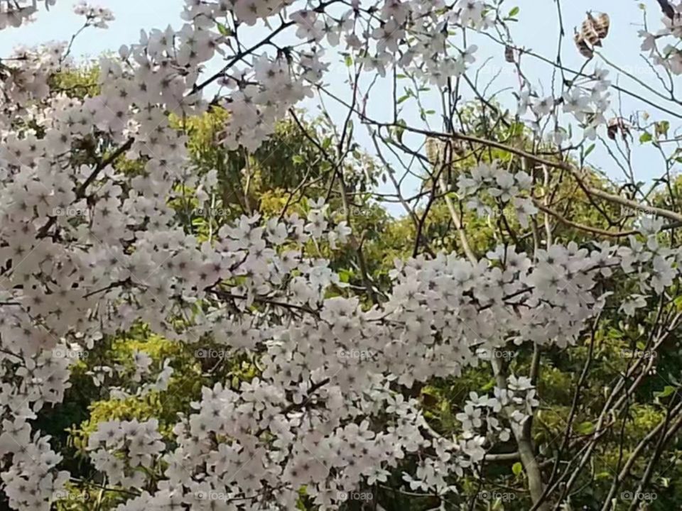 绽放纯洁自由ازهر حرية نقيةMekar kebebasan murni/Kebebasan murni mekar