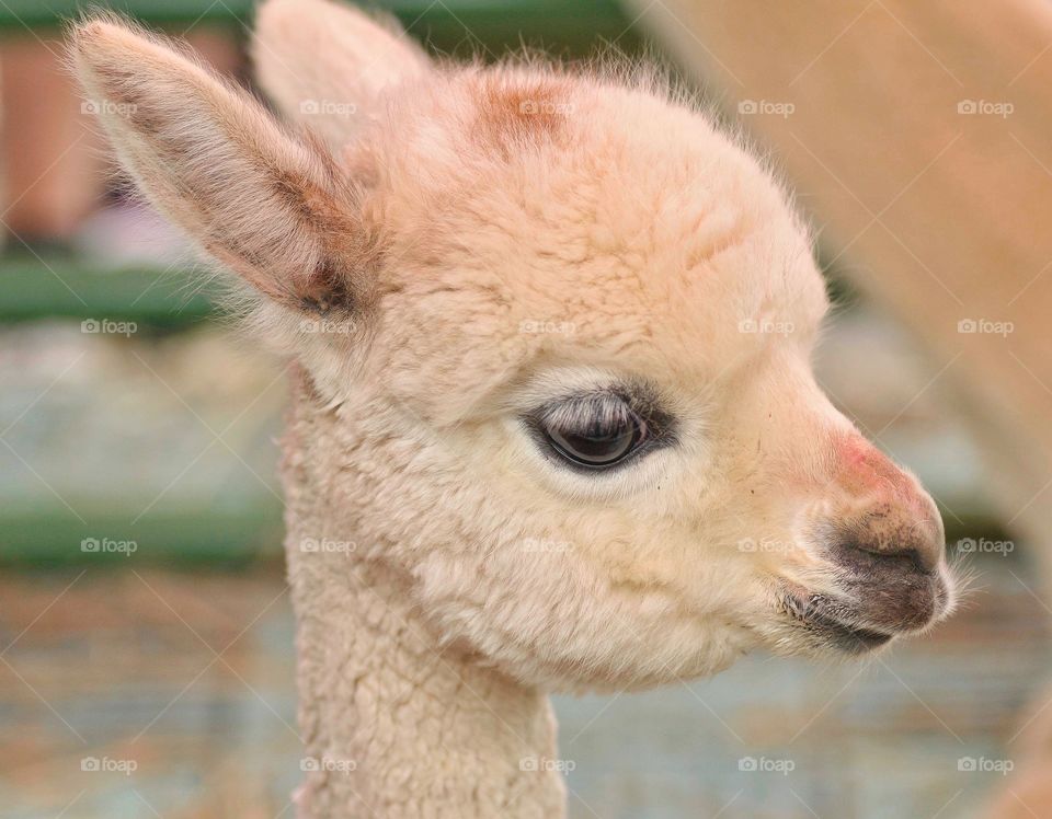 Baby alpaca