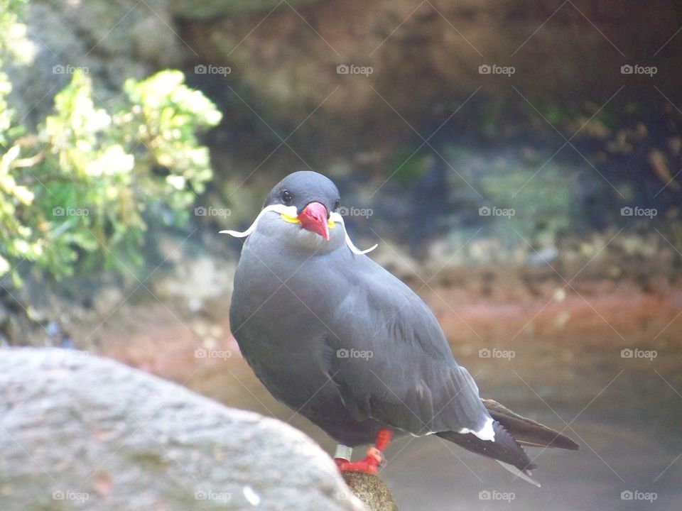 Grey bird perched on rock