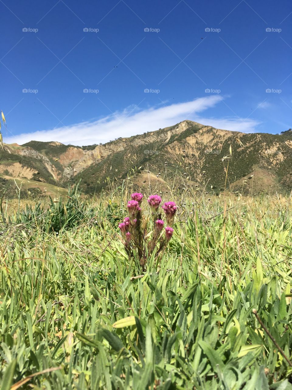 Thistle growing in a field with mountains and blue sky