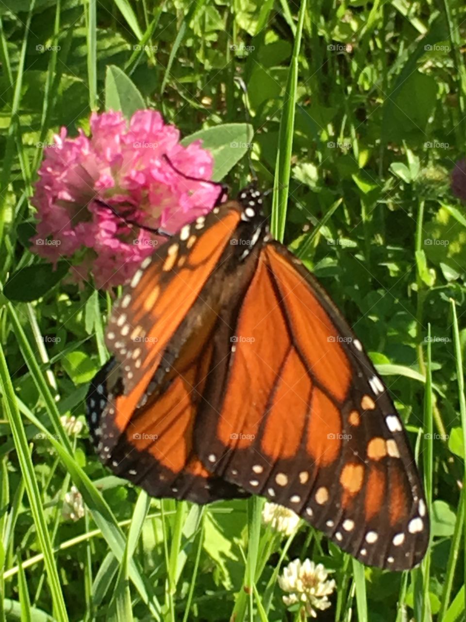 Orange monarch on clover