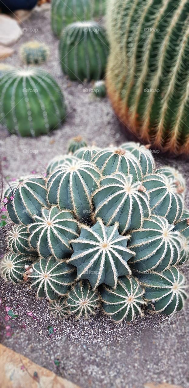 fantastic succulents