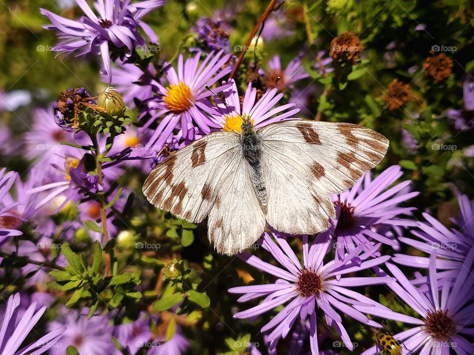 Fall garden.  A white checkered butterfly on fall season lavender color bed of fall aster flowers.