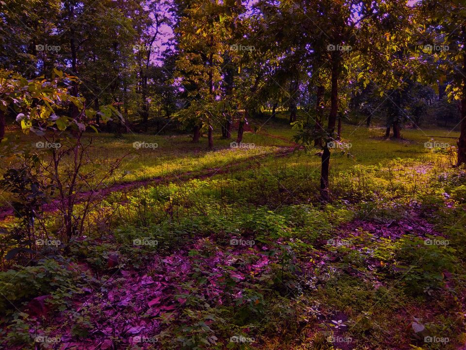 Spring at its best in the forest.
