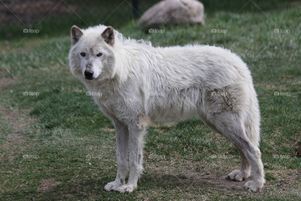 White wolf at Yellowstone 