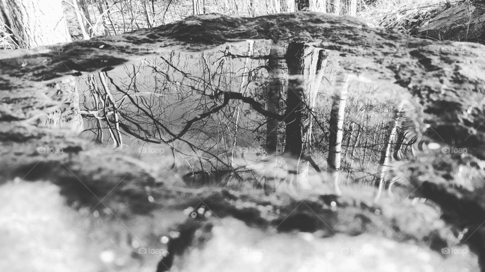 pine rock reflection