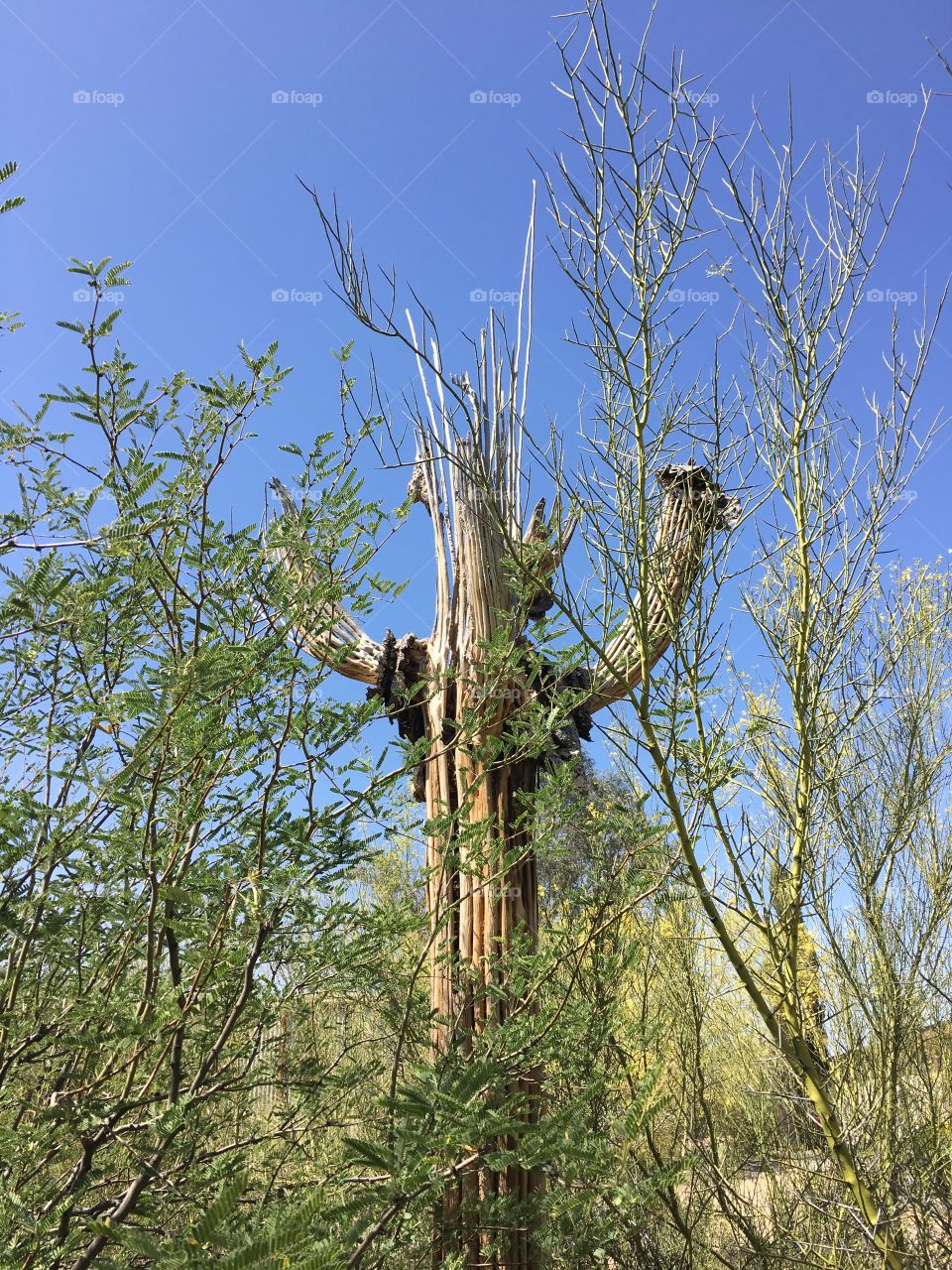 Saguaro Skeleton 
