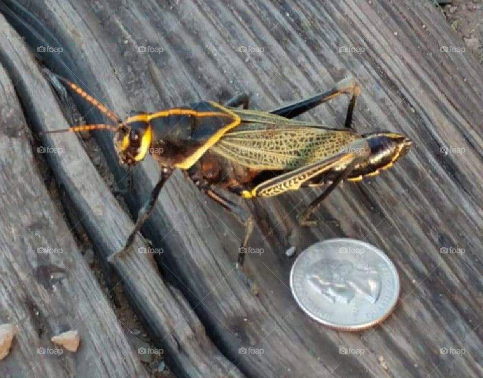Grasshopper size compared to a quarter