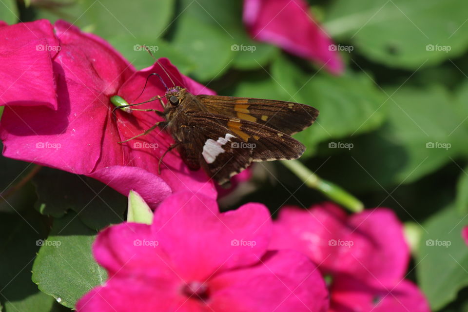 silver spotted skipper enjoying the potted impatiens